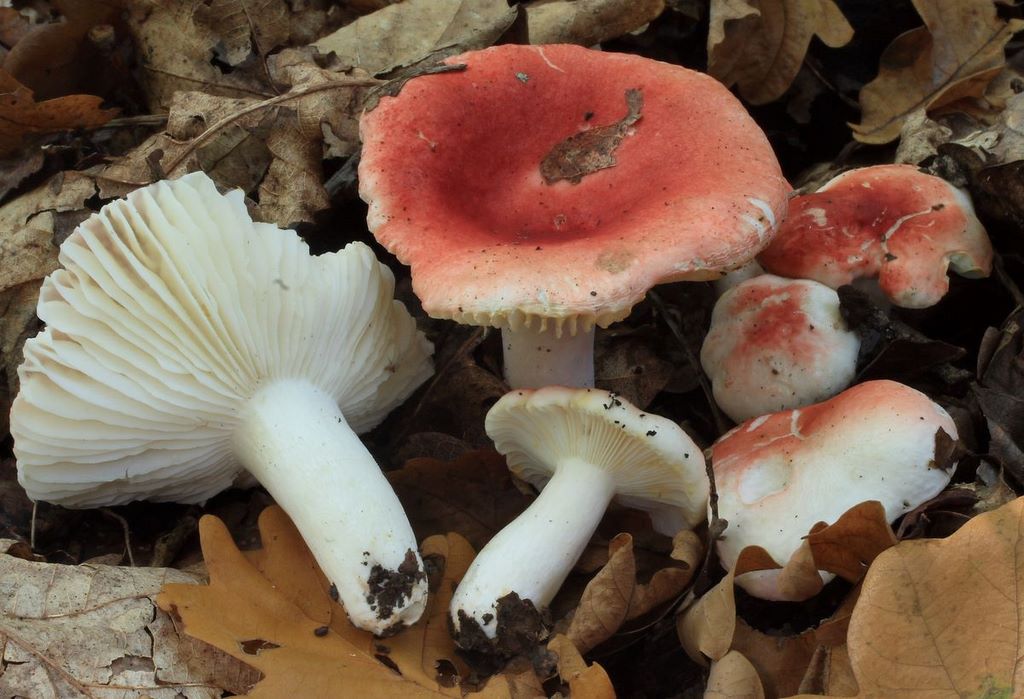 Russula luteotacta